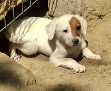 REELA, Hund, Mischlingshund in Griechenland - Bild 14