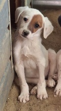 REELA, Hund, Mischlingshund in Griechenland - Bild 2