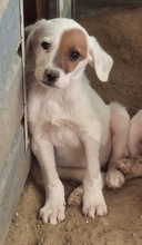 REELA, Hund, Mischlingshund in Griechenland - Bild 3