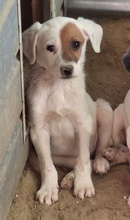 REELA, Hund, Mischlingshund in Griechenland - Bild 4
