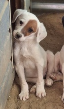 REELA, Hund, Mischlingshund in Griechenland - Bild 5