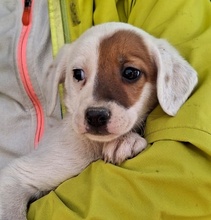 REELA, Hund, Mischlingshund in Griechenland - Bild 6