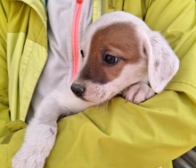 REELA, Hund, Mischlingshund in Griechenland - Bild 7
