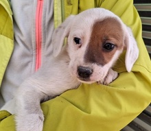 REELA, Hund, Mischlingshund in Griechenland - Bild 8