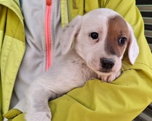 REELA, Hund, Mischlingshund in Griechenland - Bild 9
