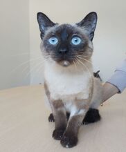 MARTHA, Katze, Thai-Siam in Spanien - Bild 1