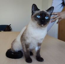 MARTHA, Katze, Thai-Siam in Spanien - Bild 10