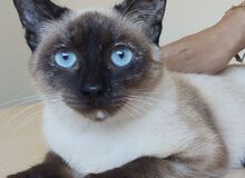 MARTHA, Katze, Thai-Siam in Spanien - Bild 11