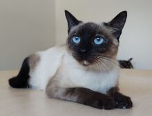 MARTHA, Katze, Thai-Siam in Spanien - Bild 2