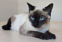 MARTHA, Katze, Thai-Siam in Spanien - Bild 3
