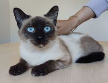 MARTHA, Katze, Thai-Siam in Spanien - Bild 4