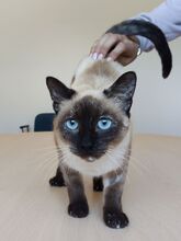 MARTHA, Katze, Thai-Siam in Spanien - Bild 5