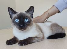 MARTHA, Katze, Thai-Siam in Spanien - Bild 6