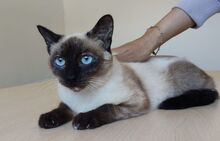 MARTHA, Katze, Thai-Siam in Spanien - Bild 7