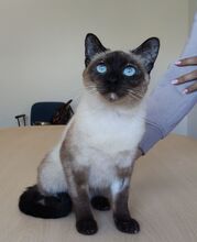MARTHA, Katze, Thai-Siam in Spanien - Bild 8