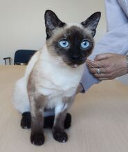 MARTHA, Katze, Thai-Siam in Spanien - Bild 9