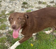 LENA, Hund, Mischlingshund in Rumänien - Bild 1