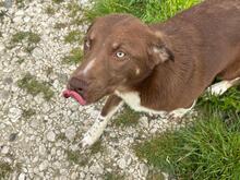 LENA, Hund, Mischlingshund in Rumänien - Bild 10