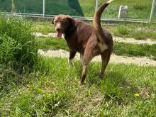 LENA, Hund, Mischlingshund in Rumänien - Bild 12