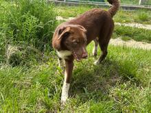 LENA, Hund, Mischlingshund in Rumänien - Bild 13
