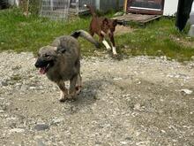 LENA, Hund, Mischlingshund in Rumänien - Bild 14