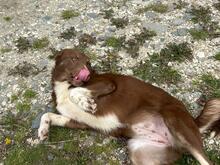 LENA, Hund, Mischlingshund in Rumänien - Bild 2