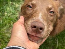 LENA, Hund, Mischlingshund in Rumänien - Bild 3