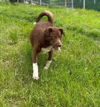LENA, Hund, Mischlingshund in Rumänien - Bild 4