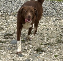 LENA, Hund, Mischlingshund in Rumänien - Bild 5