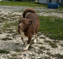 LENA, Hund, Mischlingshund in Rumänien - Bild 6