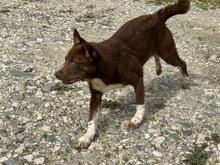 LENA, Hund, Mischlingshund in Rumänien - Bild 8