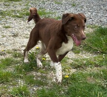 LENA, Hund, Mischlingshund in Rumänien - Bild 9
