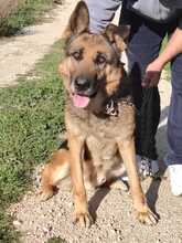 LOBO, Hund, Deutscher Schäferhund in Spanien - Bild 1