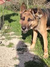 LOBO, Hund, Deutscher Schäferhund in Spanien - Bild 2