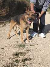 LOBO, Hund, Deutscher Schäferhund in Spanien - Bild 3