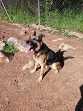 LOBO, Hund, Deutscher Schäferhund in Spanien - Bild 5