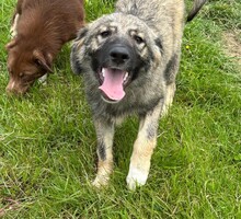 NELIJA, Hund, Mischlingshund in Rumänien - Bild 1