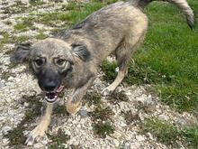 NELIJA, Hund, Mischlingshund in Rumänien - Bild 2
