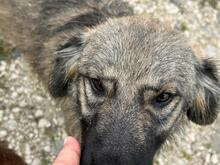 NELIJA, Hund, Mischlingshund in Rumänien - Bild 3
