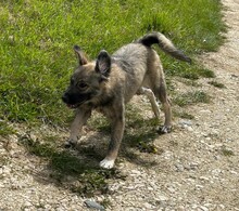 NELIJA, Hund, Mischlingshund in Rumänien - Bild 4
