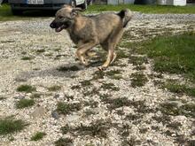 NELIJA, Hund, Mischlingshund in Rumänien - Bild 5