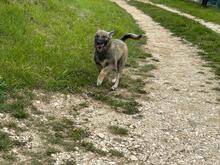 NELIJA, Hund, Mischlingshund in Rumänien - Bild 6