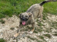 NELIJA, Hund, Mischlingshund in Rumänien - Bild 7