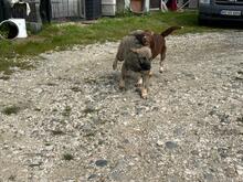 NELIJA, Hund, Mischlingshund in Rumänien - Bild 9