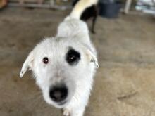 BEPPO, Hund, Mischlingshund in Rumänien - Bild 1