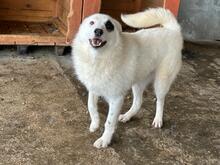 BEPPO, Hund, Mischlingshund in Rumänien - Bild 2