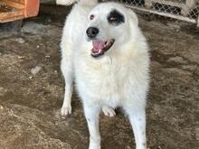 BEPPO, Hund, Mischlingshund in Rumänien - Bild 4