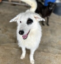 BEPPO, Hund, Mischlingshund in Rumänien - Bild 5
