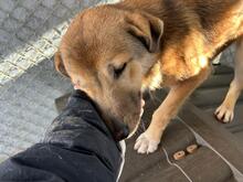 CODITZA, Hund, Mischlingshund in Rumänien - Bild 2
