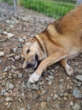 CODITZA, Hund, Mischlingshund in Rumänien - Bild 4